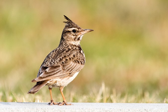 Crested Lark by Leander Khil - La Paz Group