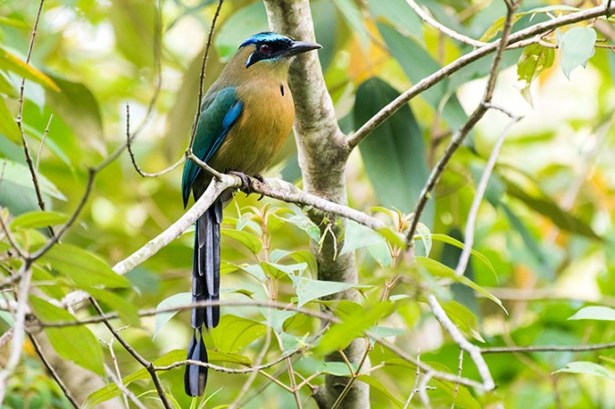 Lesson's Motmot by Leander Khil - La Paz Group