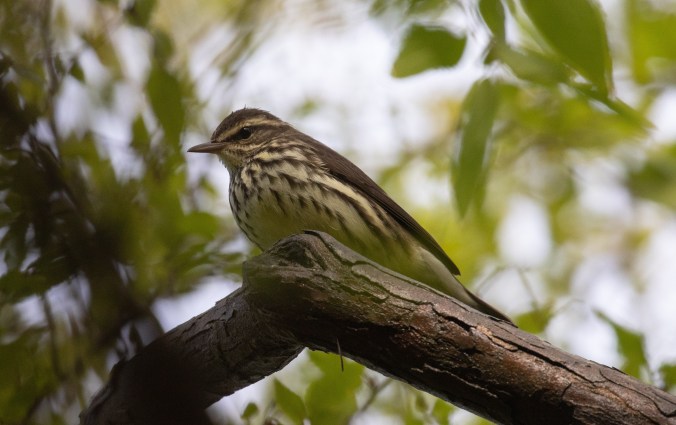Northern Waterthrush by Richard Kostecke - La Paz Group