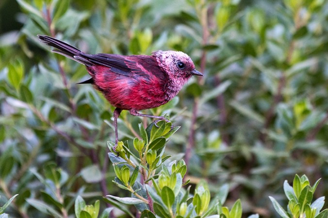Pink-headed Warbler by Leander Khil - La Paz Group