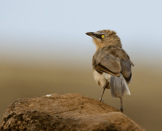 Large Grey Babbler by Ramesh Desai - La Paz Group