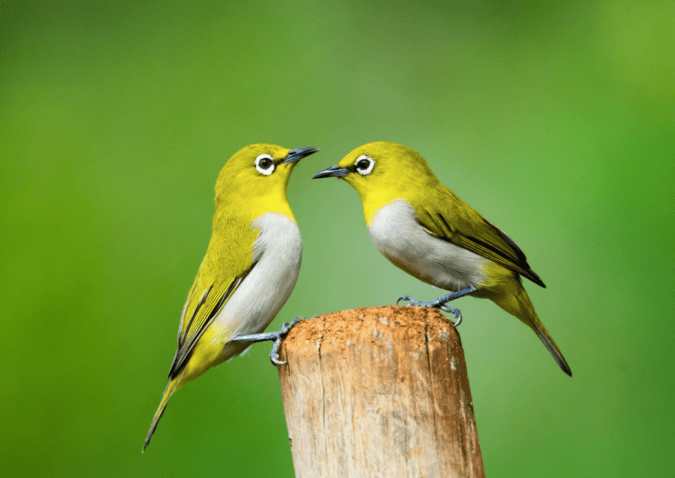 Oriental White-eye by Ramesh Desai - La Paz Group