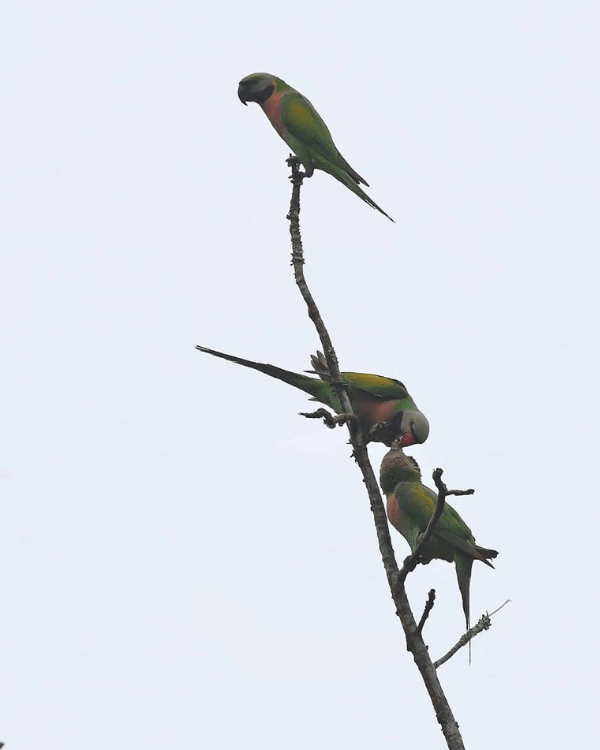 Red-breasted Parakeet by Gururaj Moorching - La Paz Group