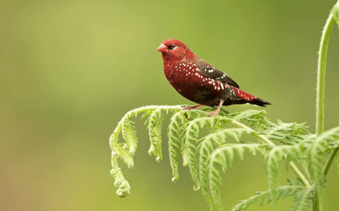Strawberry Finch by Dr. Eash Hoskote - La Paz Group