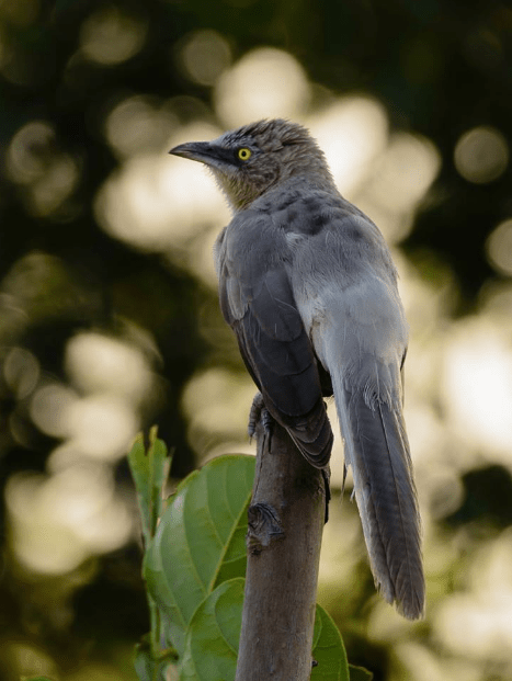 Large Grey Babbler by Ramesh Desai - La Paz Group