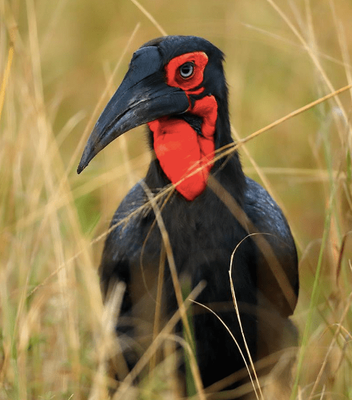 Southern Ground Hornbill by Sudhir Shivaram - La Paz Group