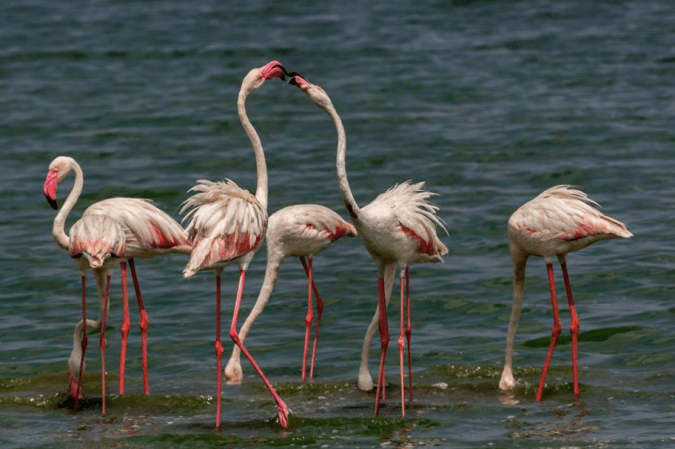 Greater Flamingos by Ramesh Desai - La Paz Group