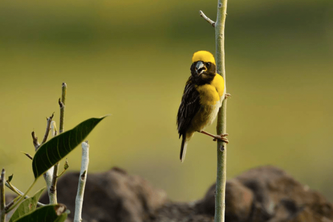 Baya Weaver by Ramesh Desai - La Paz Group
