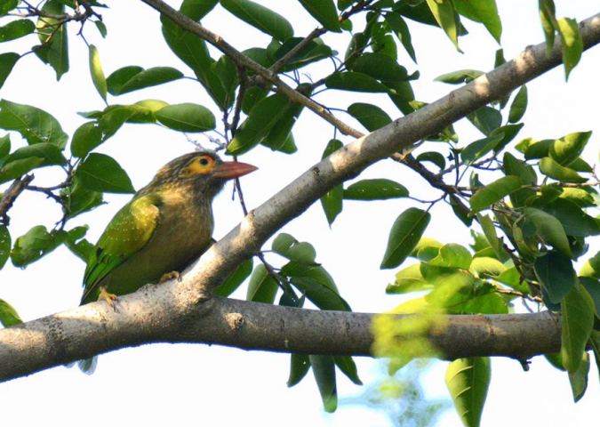 Grey-headed Barbet by Puneet Dhar - La Paz Group