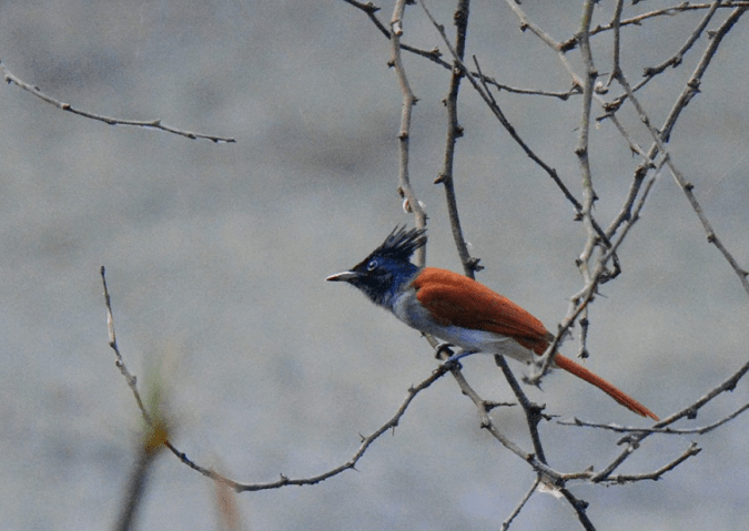 Indian Paradise Flycatcher by Puneet Dhar - La Paz Group