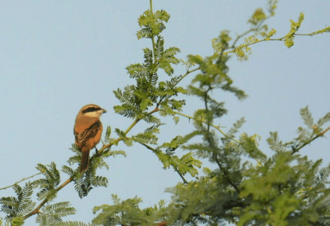 Long-tailed Shrike by Puneet Dhar - La Paz Group