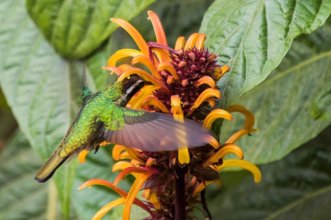 White-eared Hummingbird by Leander Khil - La Paz Group