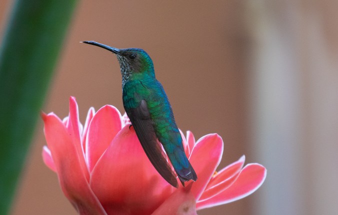 White-necked Jacobin by Richard Kostecke - La Paz Group