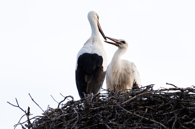 White Stork by Leander Khil - La Paz Group