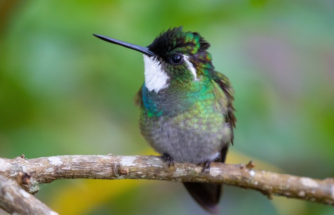 White-throated Mountain-gem by RIchard Kostecke - La Paz Group