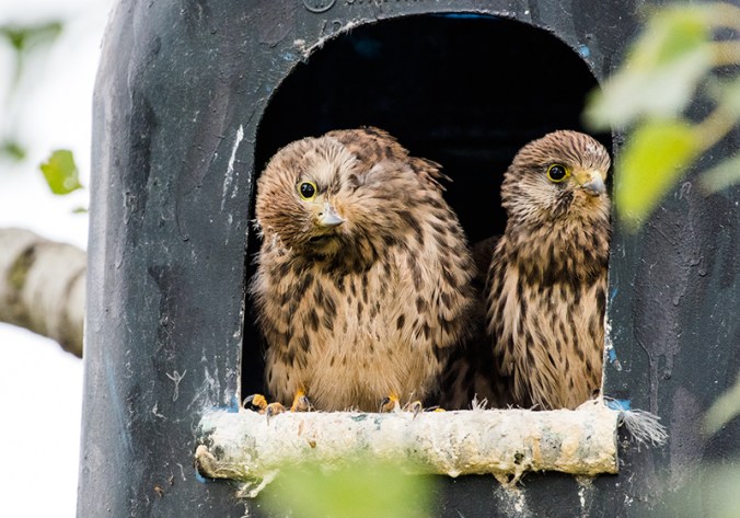 Common Kestrel by Leander Khil - La Paz Group