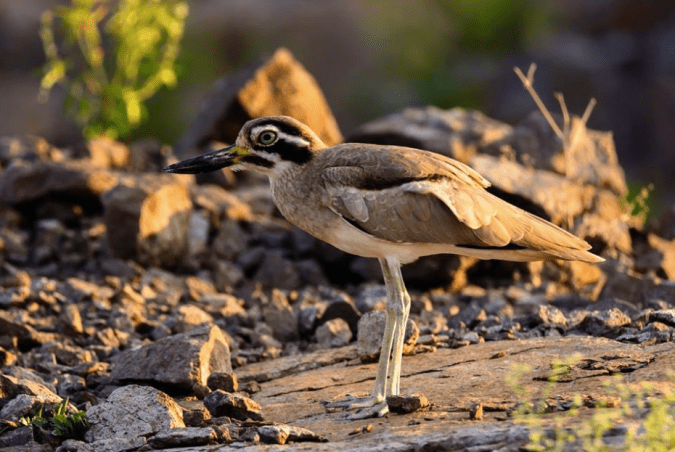 Great Thick-knee by Ramesh Desai - La Paz Group