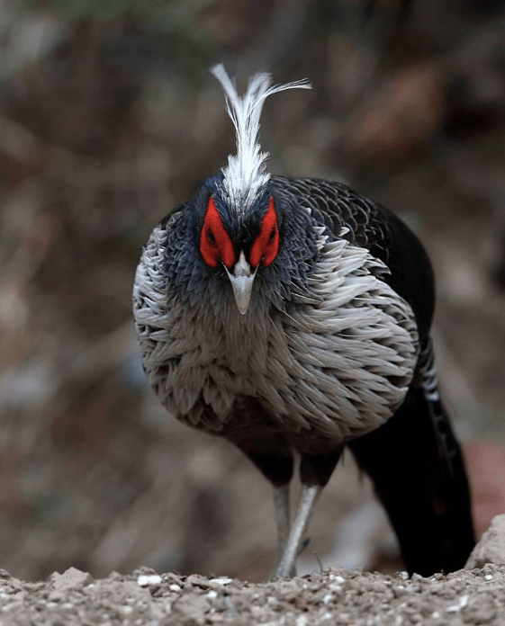 Khaleej Pheasant by Gururaj Moorching - La Paz Group