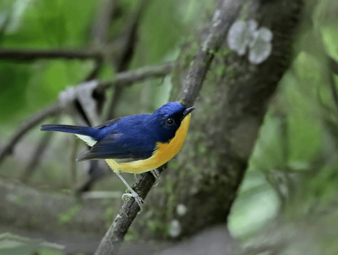 Pygmy Blue-Flycatcher by Gururaj Moorching - La Paz Group