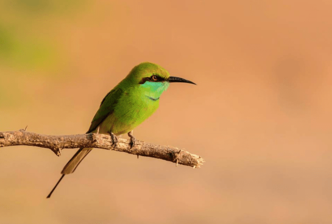 Green Bee-eater by Ramesh Desai - La Paz Group