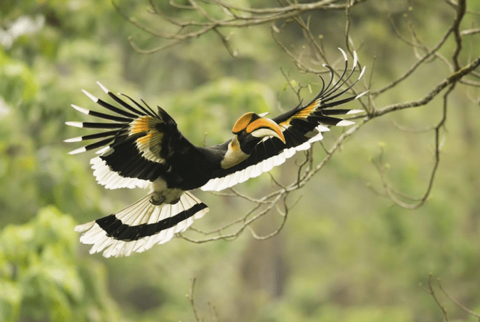 Great Hornbill by Sudhir Shivaram - La Paz Group