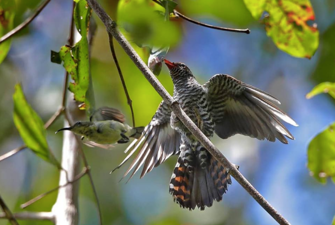 Olive-backed Sunbird with Violet Cuckoo by Gururaj Moorching - La Paz Group