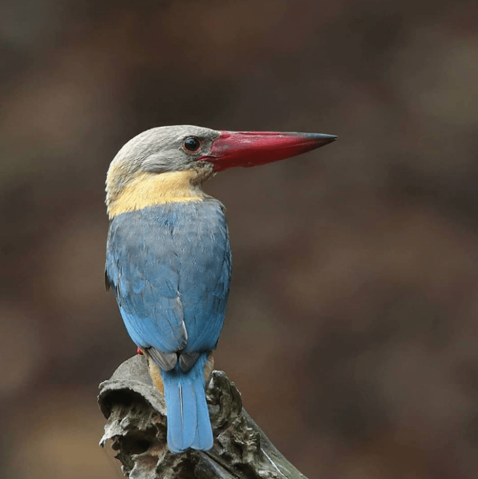 Stork-billed Kingfisher by Gururaj Moorching - La Paz Group