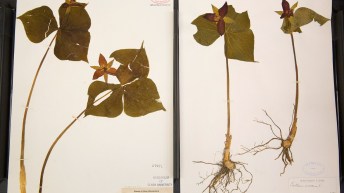 062617_Herbarium_009.jpg
