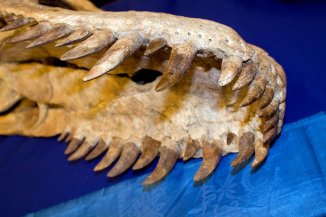 merlin_143888991_5f8b55e5-6ce9-423f-b080-0cbe911996e3-jumbo