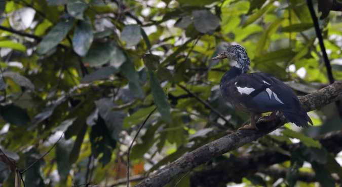 White-winged Duck by Gururaj Moorching - La Paz Group
