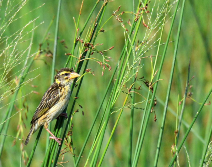 Streaked Weaver by Puneet Dhar - La Paz Group
