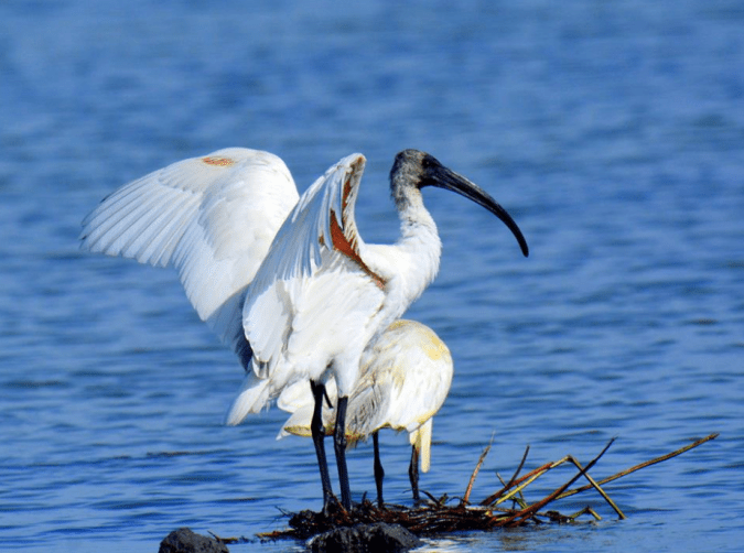 Black-headed Ibis by Puneet Dhar - La Paz Group