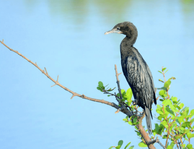 Little Cormorant by Puneet Dhar - La Paz Group