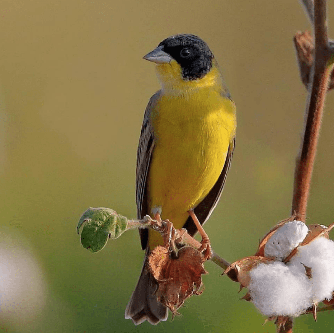 Black-headed Bunting by Gururaj Moorching - La Paz Group