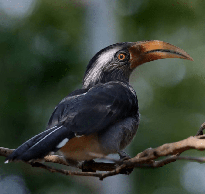 Malabar Grey Hornbill by Gururaj Moorching - La Paz Group