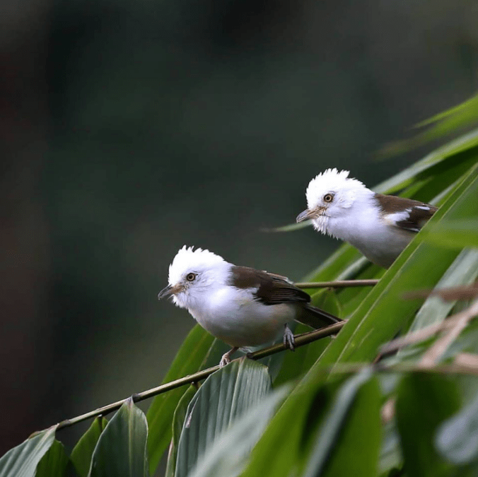 White-hooded Babbler by Gururaj Moorching - La Paz Group
