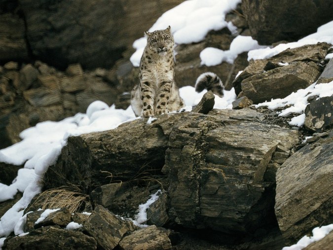 OConnor-The-Snow-Leopard.jpg