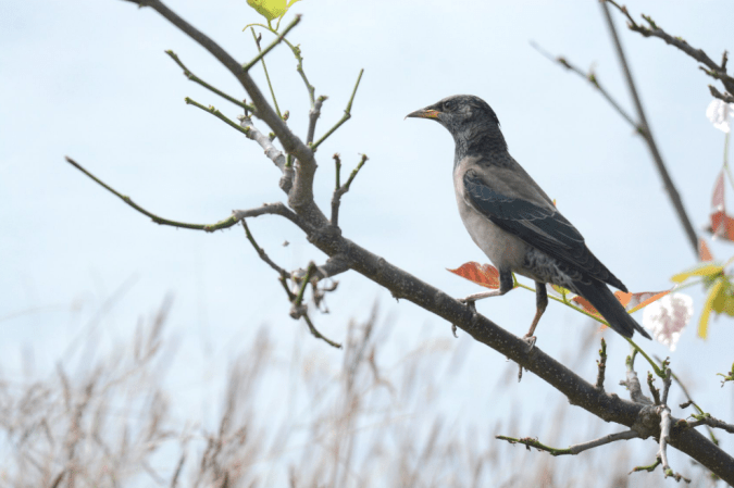 Rosy Starling by Puneet Dhar - La Paz Group