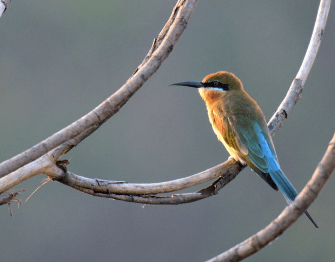 Blue-tailed Bee-eater by Puneet Dhar - La Paz Group