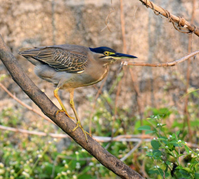 Black-crowned Night Heron by Puneet Dhar - La Paz Group