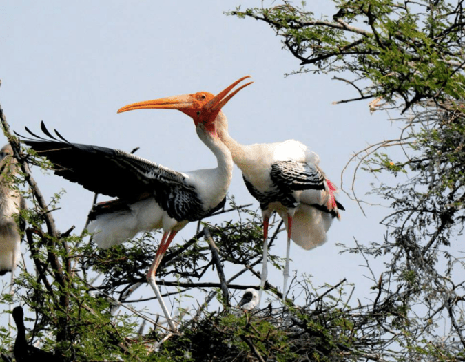 Painted Storks by Puneet Dhar - La Paz Group
