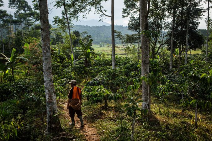 CoffeePlantation_Indonesia_CIFOR_web.jpg