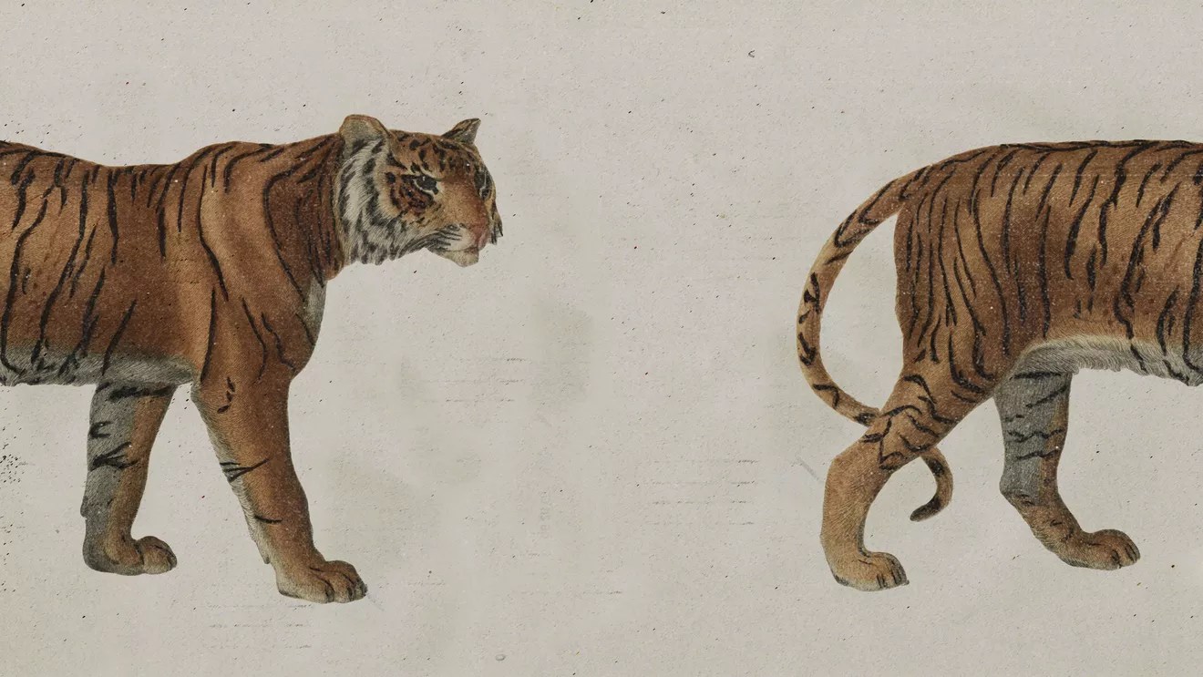 phillips_tiger_getty_ringer.0.jpg