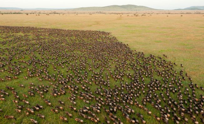 Wildebeest_Migration_in_Serengeti_National_Park_Tanzania_web.jpg