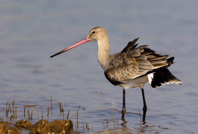 Black-tailed Godwit by Ramesh Desai - La Paz Group