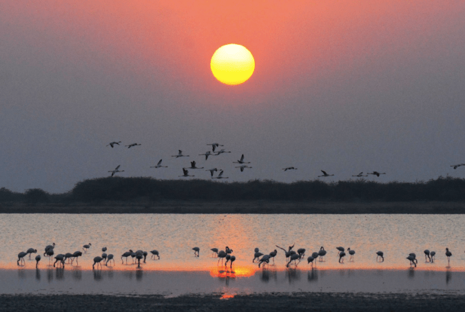 Lesser Flamingos by Puneet Dhar - La Paz Group