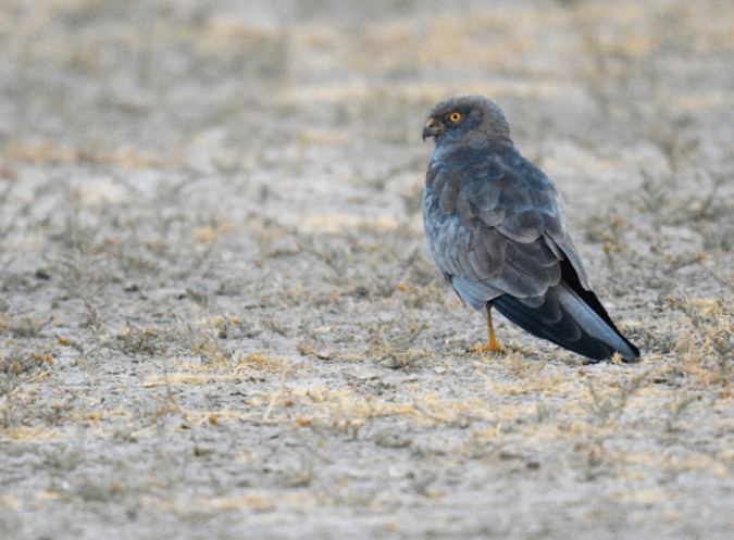Montagu Harrier by Puneet Dhar - La Paz Group
