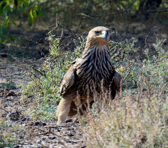Imperial Eagle by Puneet Dhar - La Paz Group