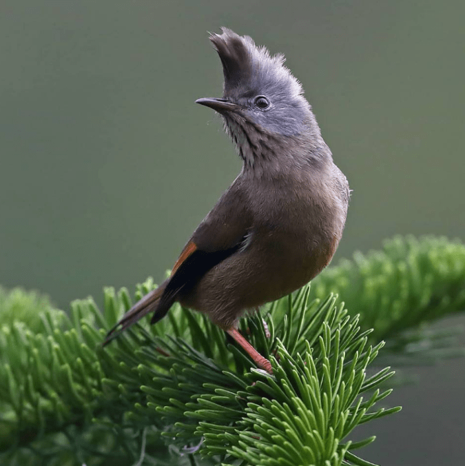 Stripe-throated Yuhina by Gururaj Moorching - La Paz Group