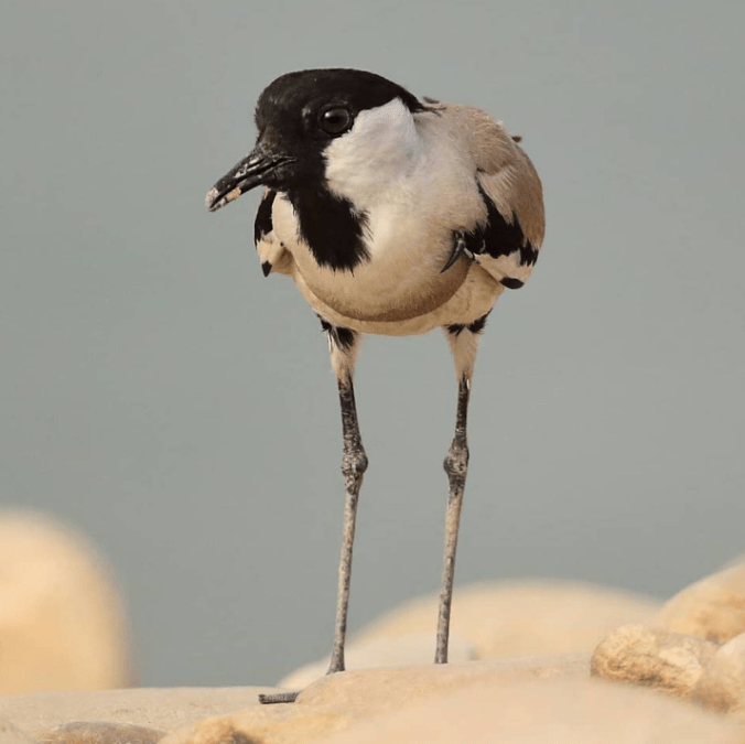 River Lapwing by Gururaj Moorching - La Paz Group